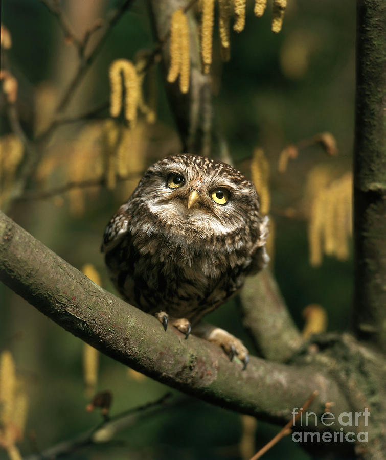 Animal Photograph - Little Owl by Hans Reinhard
