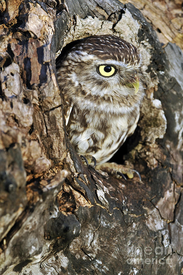 Little owl in hollow tree Photograph by Arterra Picture Library