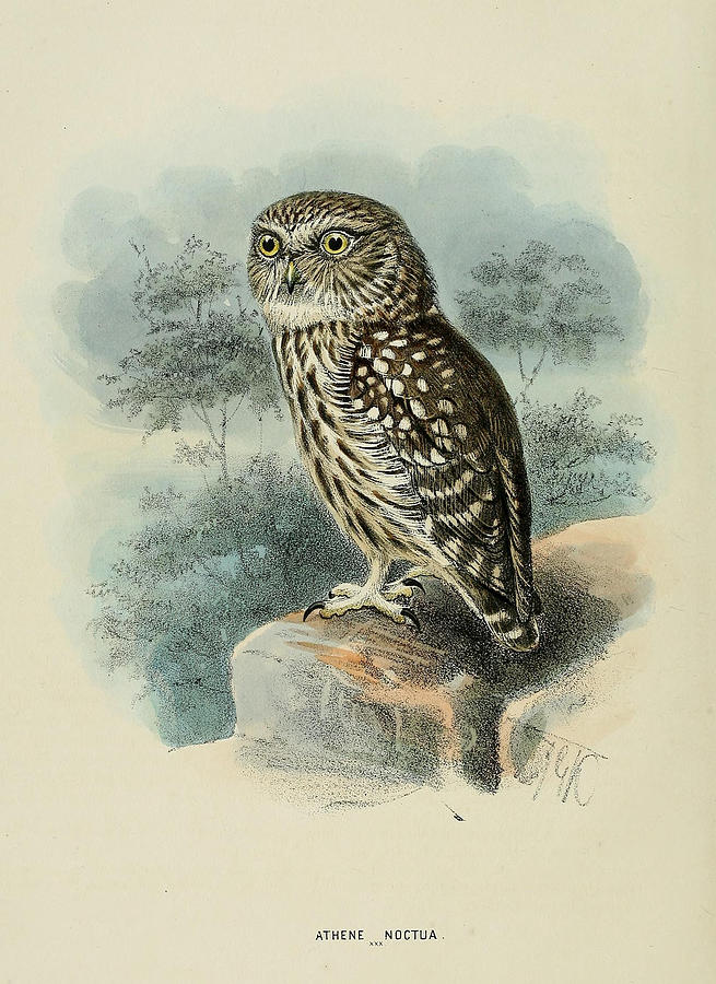 John James Audubon Painting - Little Owl by Dreyer Wildlife Print Collections 