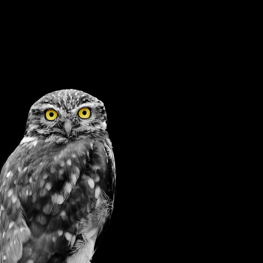 Owl Photograph - Little Owl by Mark Rogan