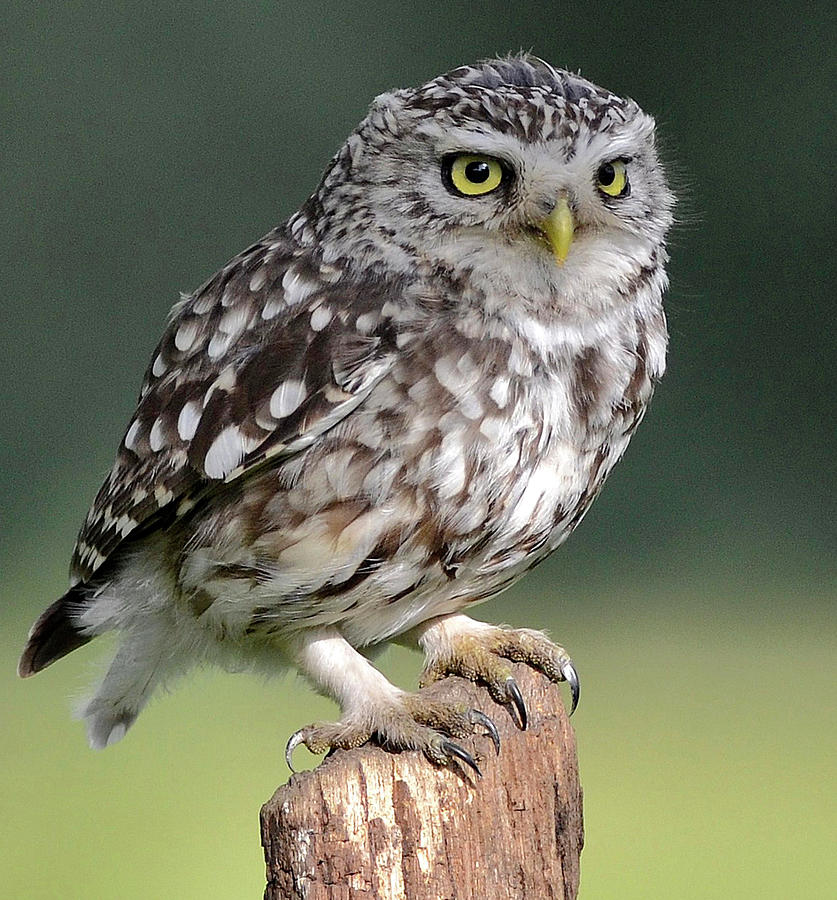 Little Owl Photograph by Morgan Stephenson