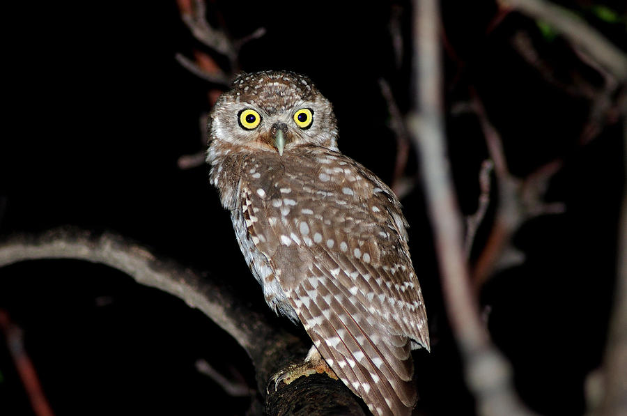 Little Owl Or Spotted owlet Photograph by Manjot Singh Sachdeva - Fine ...