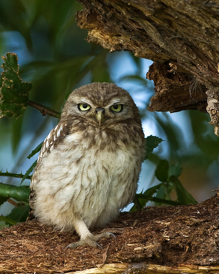 Little Owl Photograph by Paul Scoullar