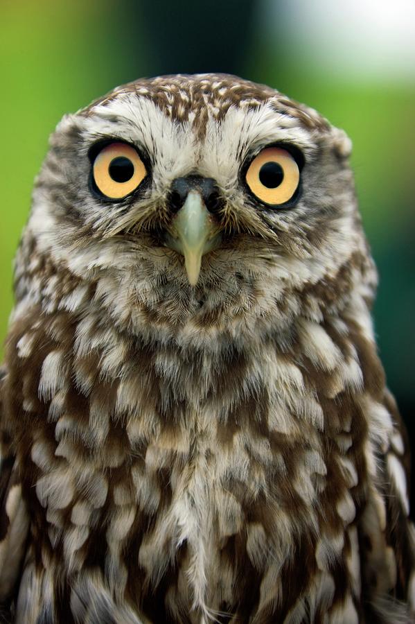 Little Owl Photograph by Steve Allen/science Photo Library - Fine Art ...