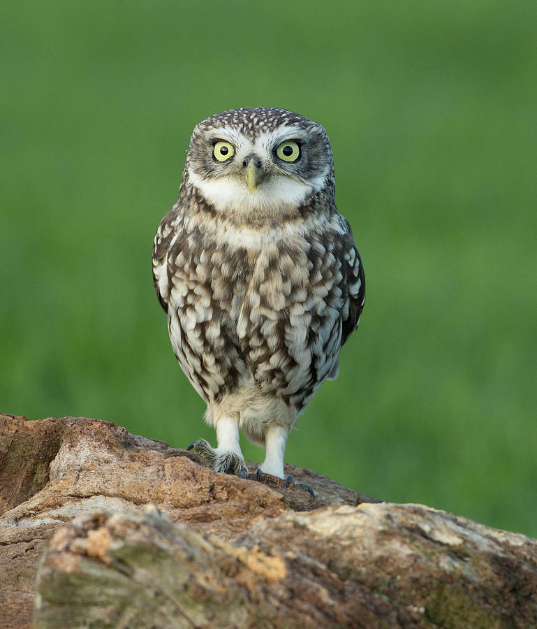 Little Owl Photograph by Steven Whitehead