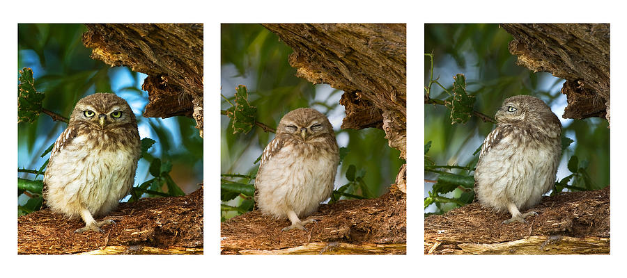 Little Owl Triptych Photograph by Paul Scoullar