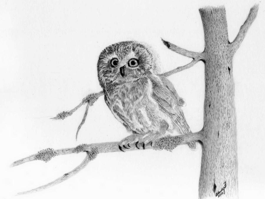 Owl Drawing - Little Owl by Wendy Brunell