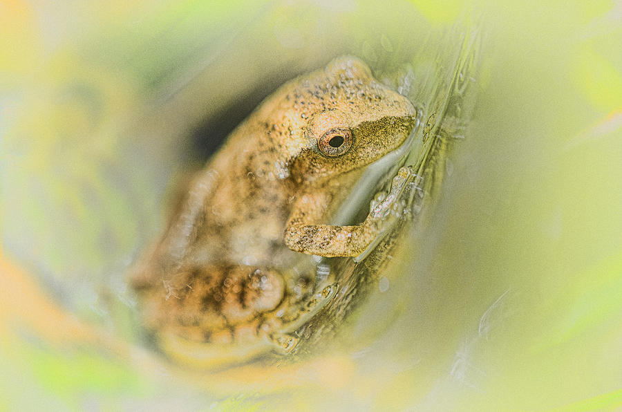 Nature Photograph - Little Peeper by Sue Capuano