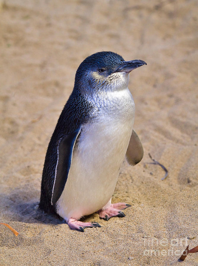 Little Penguin Photograph by Louise Heusinkveld