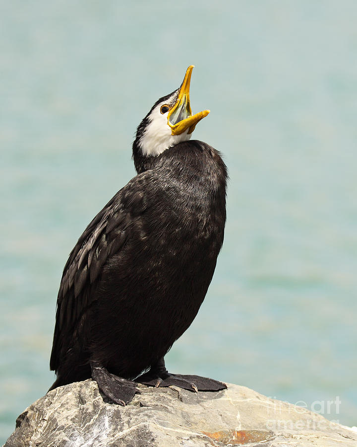 Little Pied Shag Calling Out Photograph by Max Allen
