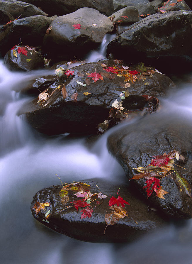 Little Pigeon River And Fall Maple Photograph by Tim Fitzharris