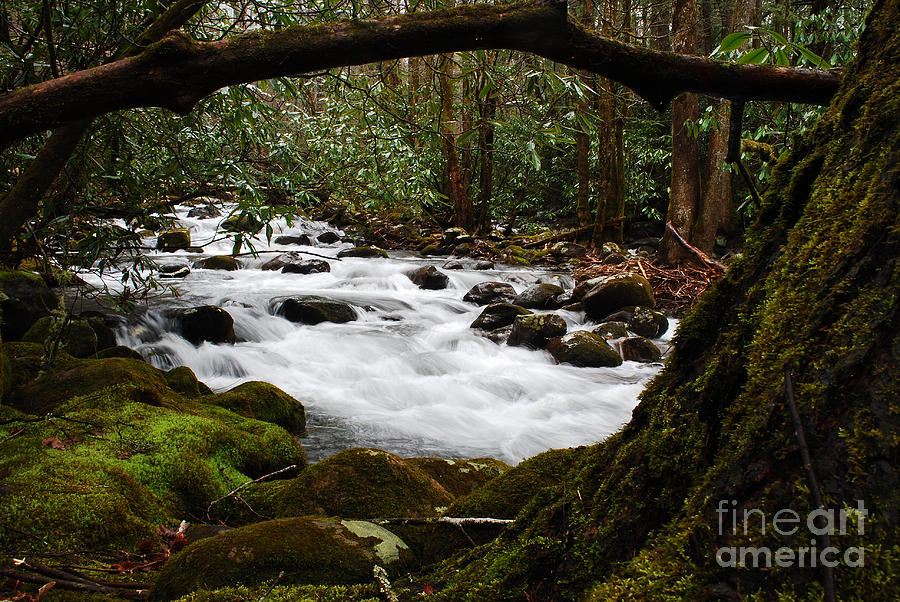 Little Pigeon River in The Smokies Photograph by Nancy Mueller