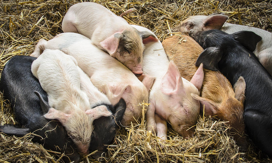 Little Piggies Photograph by Bradley Clay