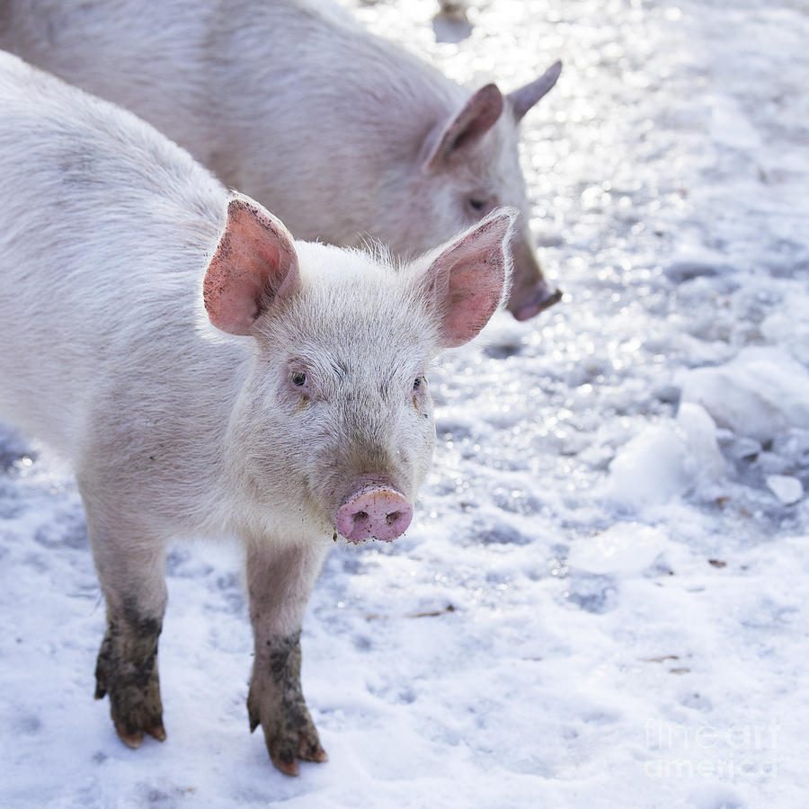 Little Piggies Photograph by Edward Fielding