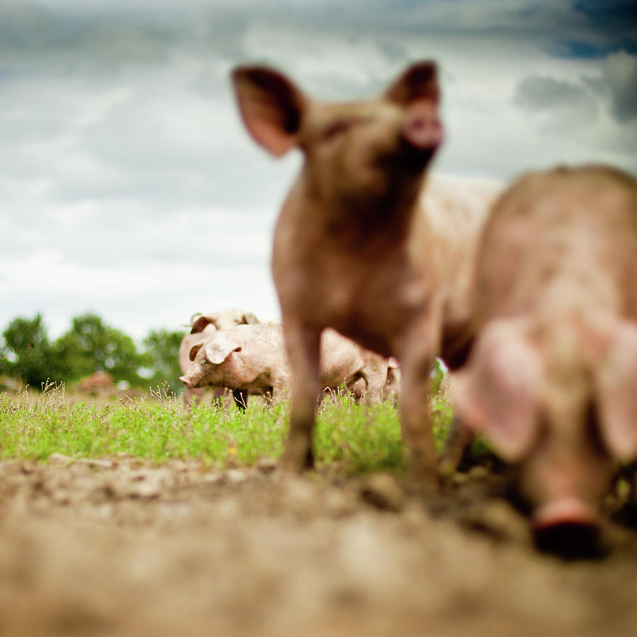 Little Pigs Photograph by Emmanuelle Brisson Little Pigs Photograph by Emmanuelle Brisson