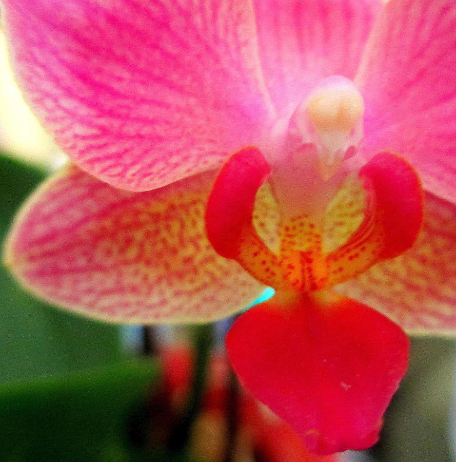 Little Pink Orchid Photograph by Randall Weidner