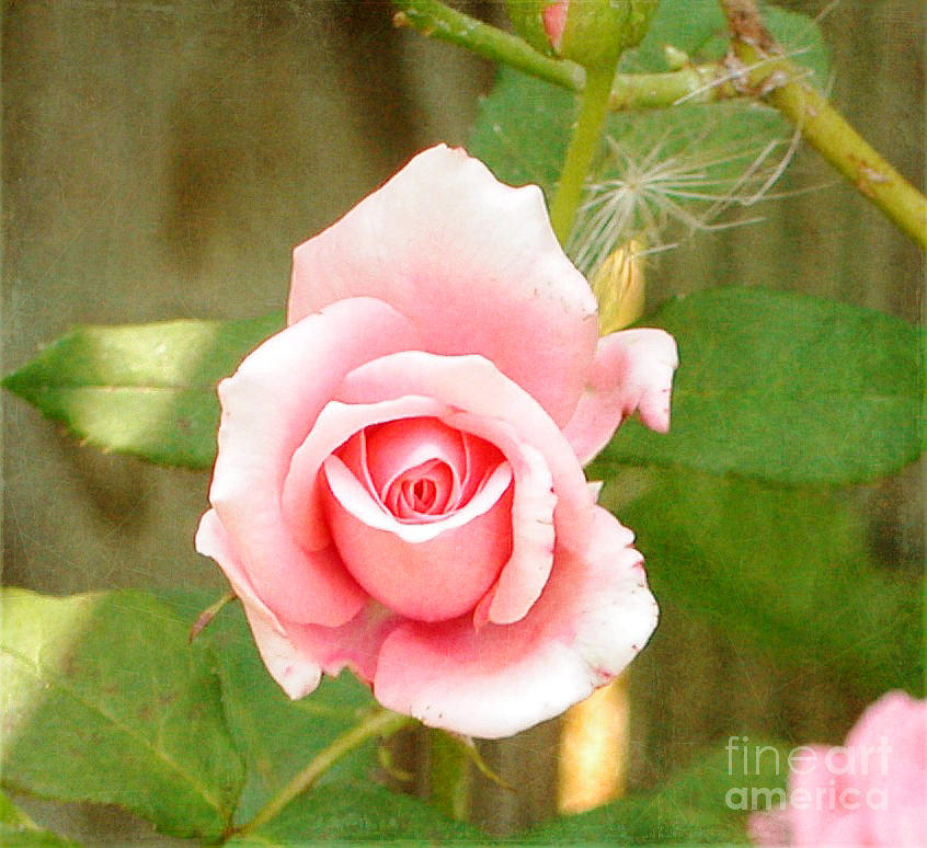 Little Pink Rose Photograph by Alys Caviness-Gober