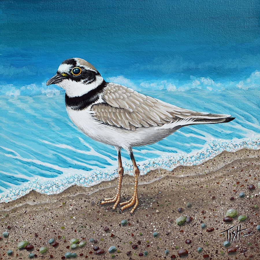 Little plover Painting by Tish Wynne
