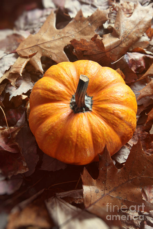 Fall Photograph - Little pumpkin in a bunch of leaves by Sandra Cunningham