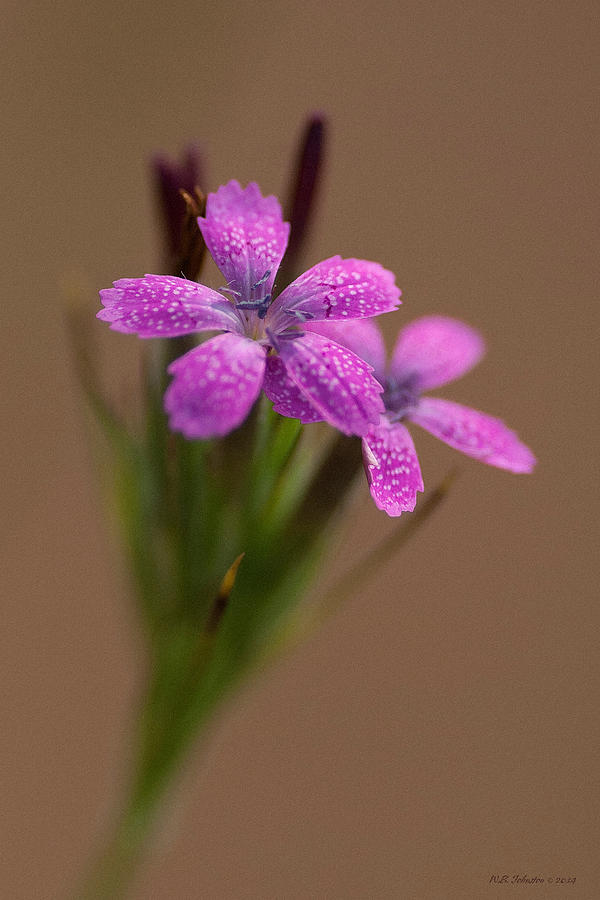 Nature Photograph - Little Purple by WB Johnston