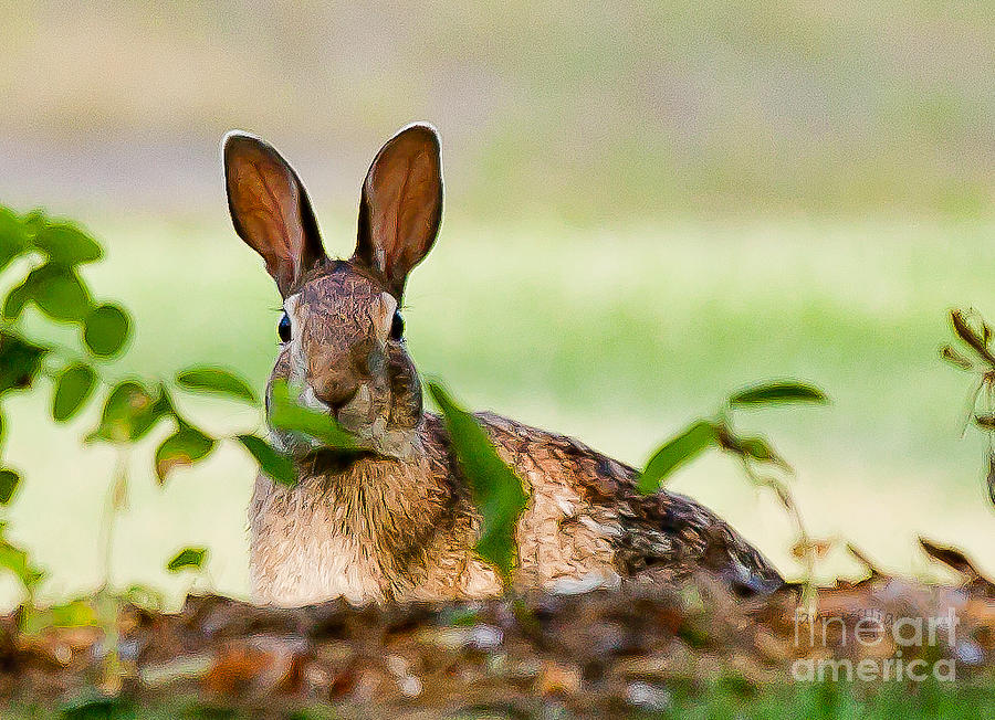 Little Rabbit Photograph by Jan Killian
