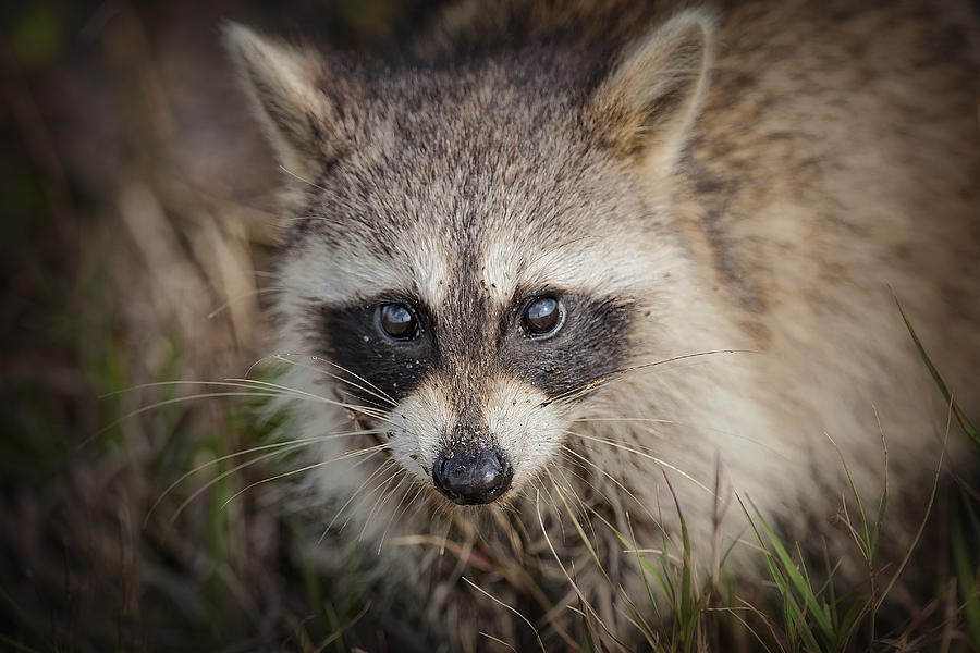 Little Raccoon in the Marsh Photograph by Bonnie Barry