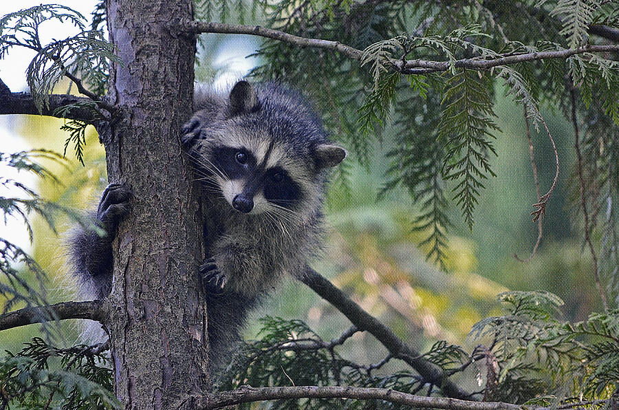 Up Movie Photograph - Little Raccoon by Maria Angelica Maira