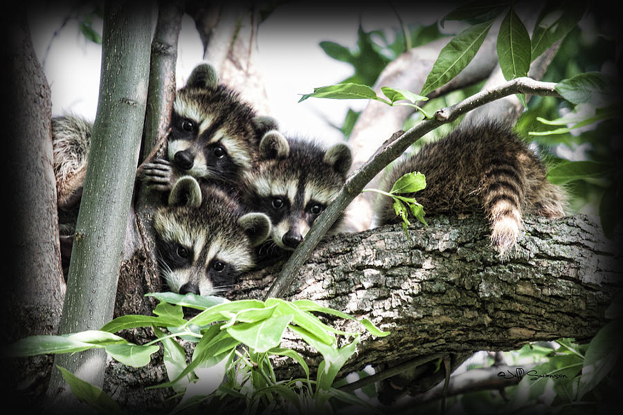 Raccoon Photograph - Little Rascals by Jeff Swanson