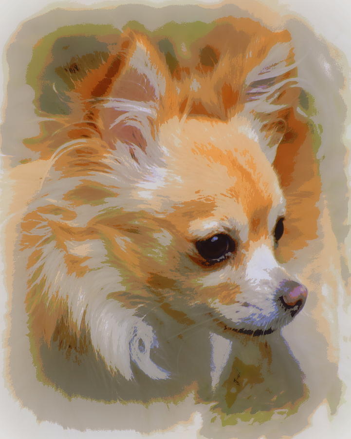 Little Red Chihuahua Photograph by Sheri McLeroy
