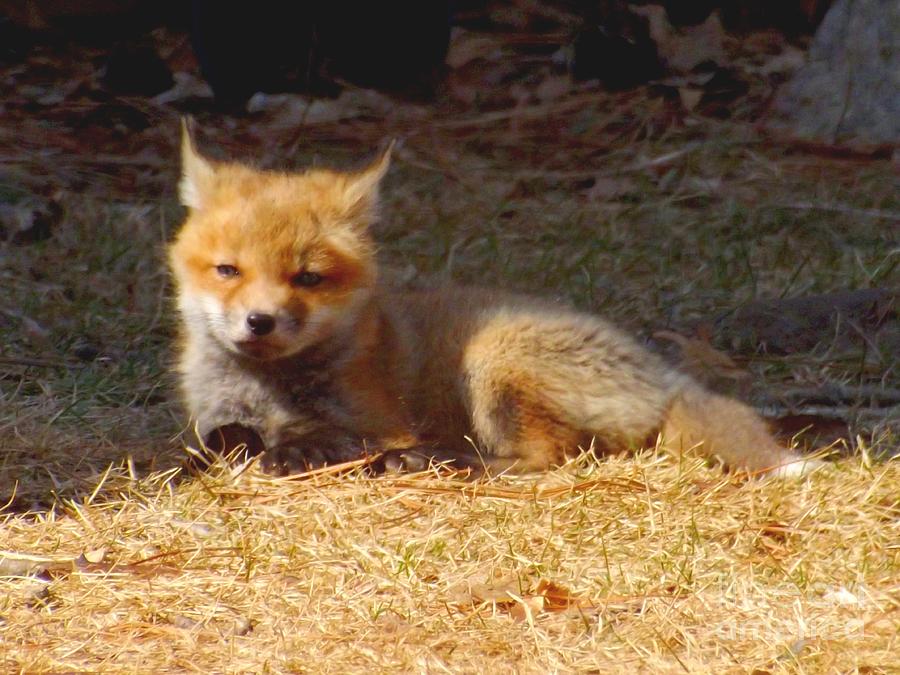 Little Red Fox Basking in the Sun Photograph by Deb Schense