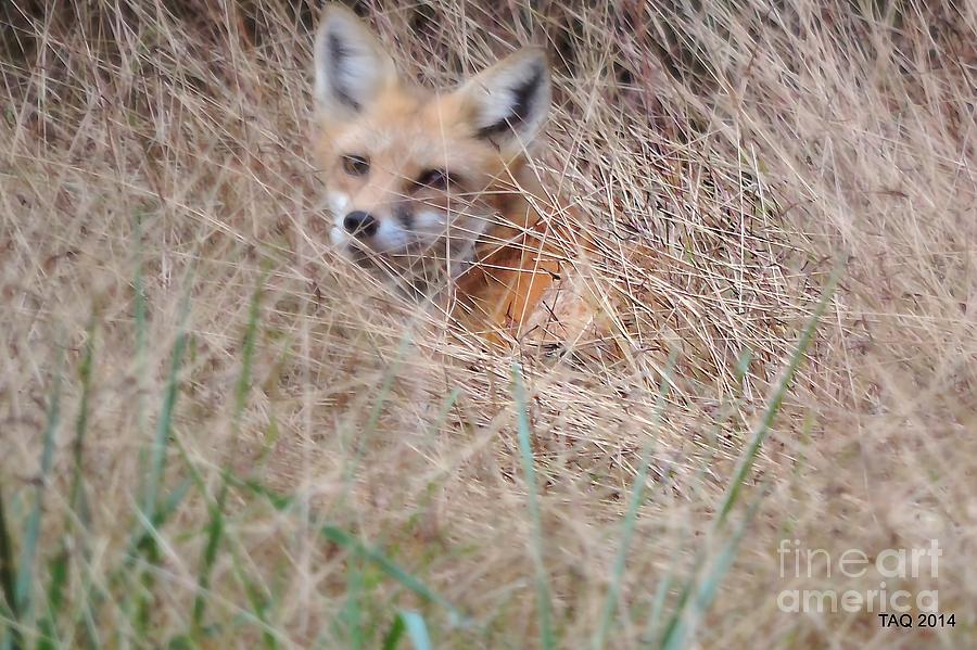 Little Red Fox Photograph by Tami Quigley
