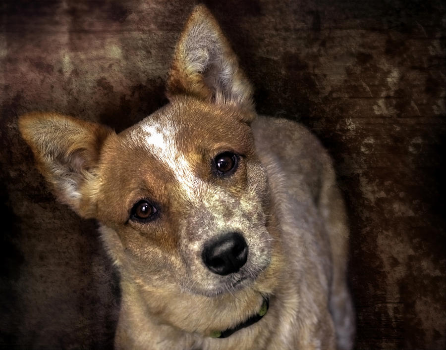 Little Red Heeler Photograph by Lisa Bryant