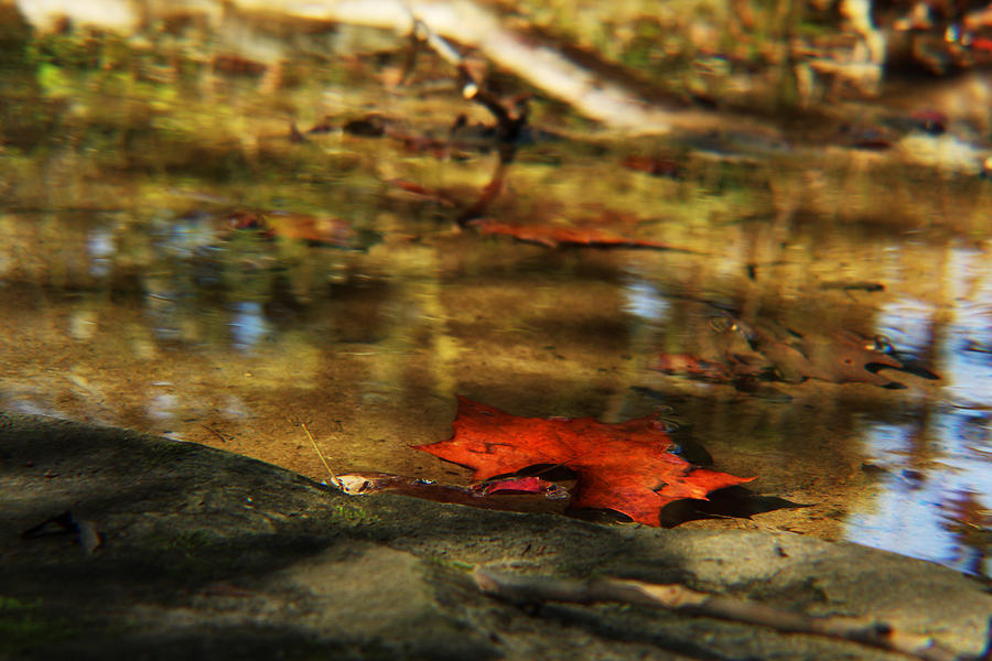 Tree Photograph - Little Red Leaf in Water by Jaclyn Barrows