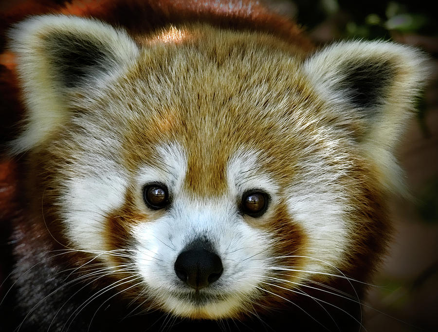 Little Red Panda Photograph by Lana Trussell
