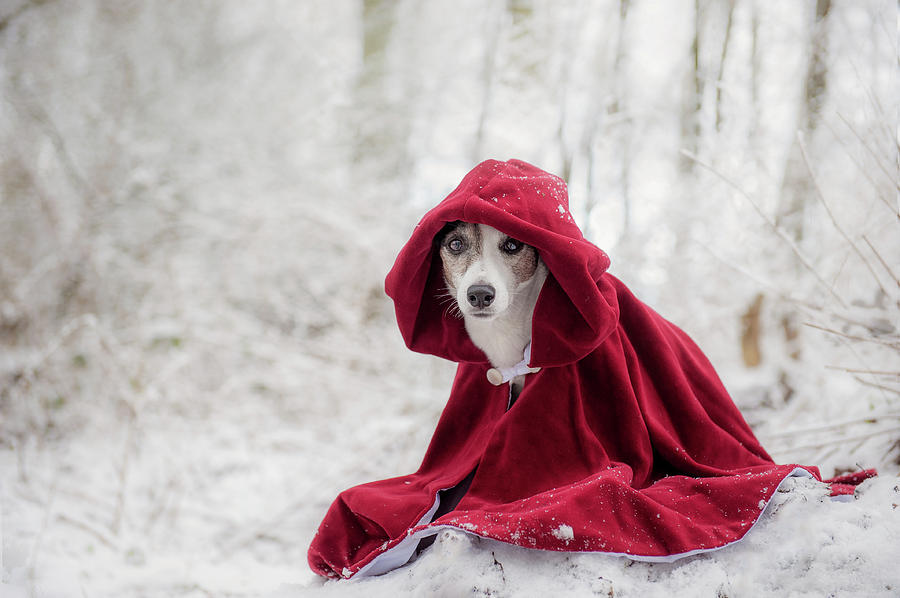 Little Red Riding Hood In Winter Photograph by Heike Willers