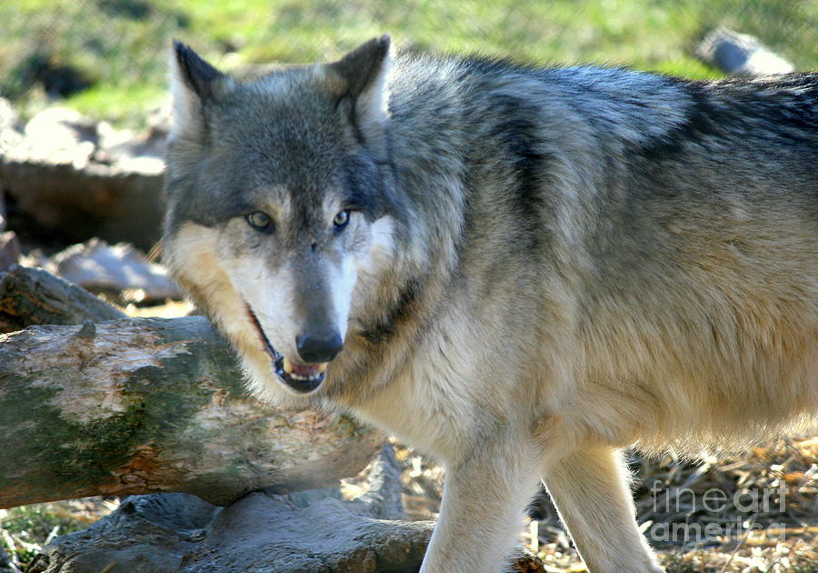 Wolf Hollow Encounter  Photograph by Neal Eslinger