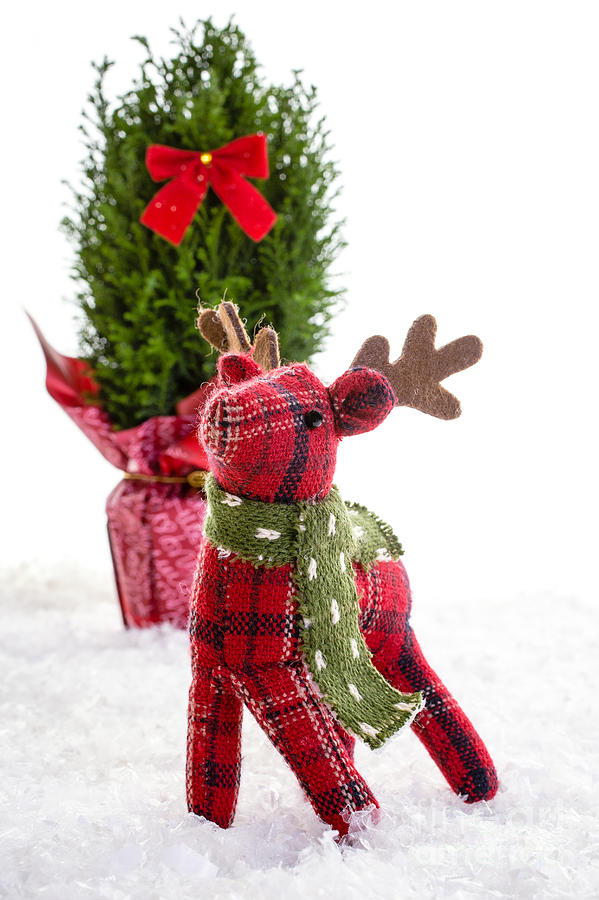 Little Reindeer Christmas Card Photograph