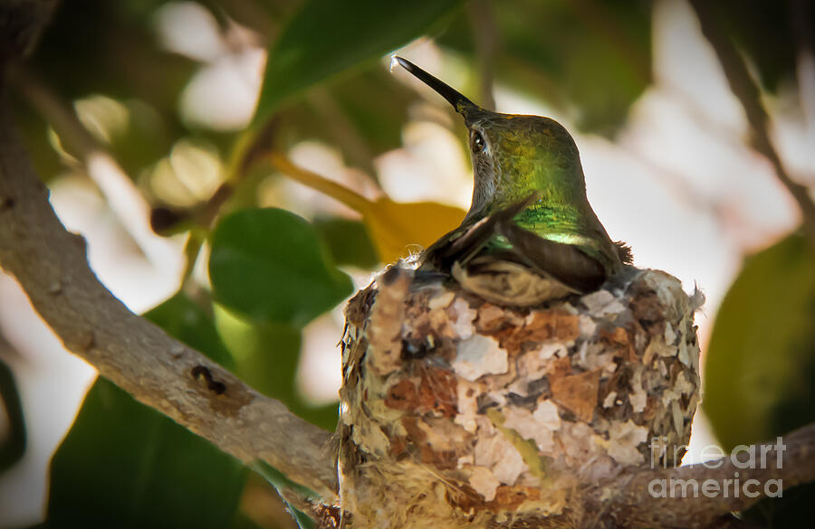 Bird Photograph - Little Reparing by Robert Bales