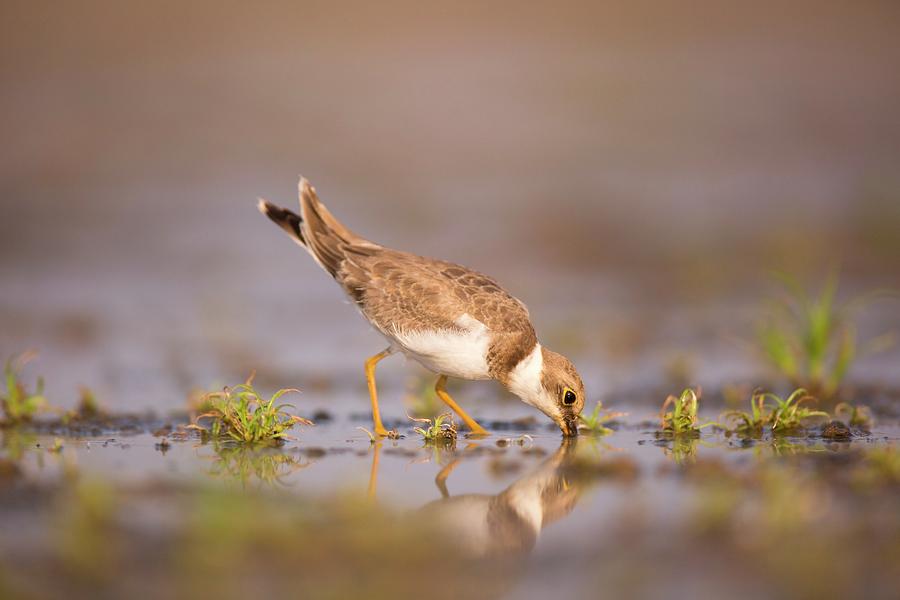 Bird Photograph - Little Ringed Plover (charadrius Dubius) by Photostock-israel/science Photo Library