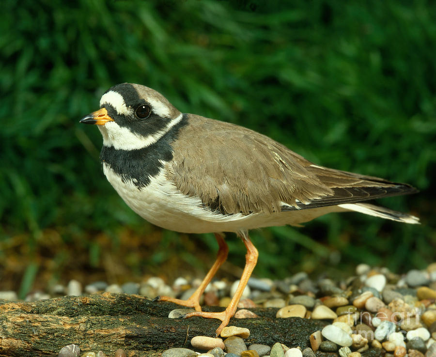 Little Ringed Plover Photograph by Hans Reinhard