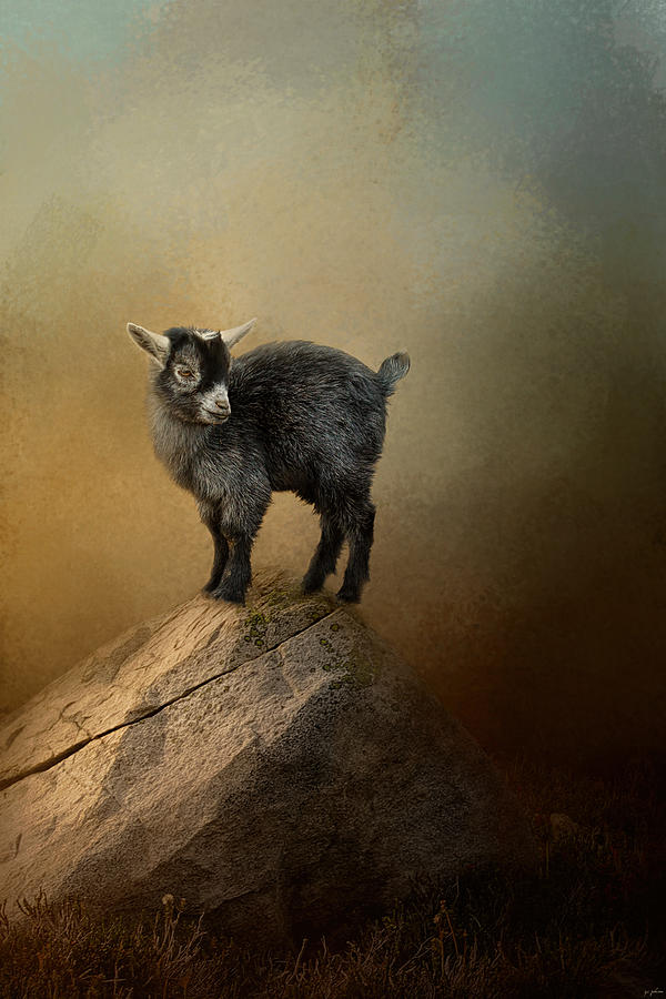 Goat Photograph - Little Rock Climber by Jai Johnson