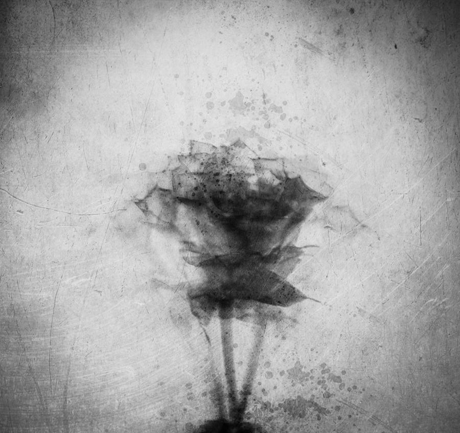 Little Rose Photograph By Sindy Durasin Fine Art America