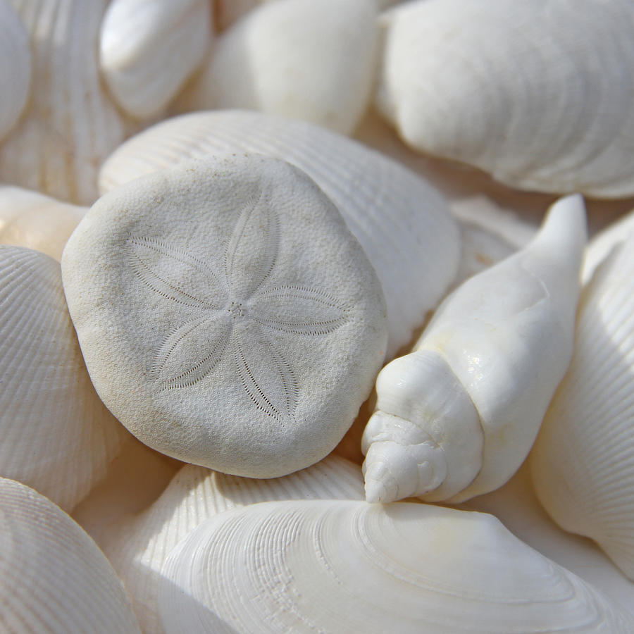 Little Sand Dollar and Seashells Photograph by Jennie Marie Schell