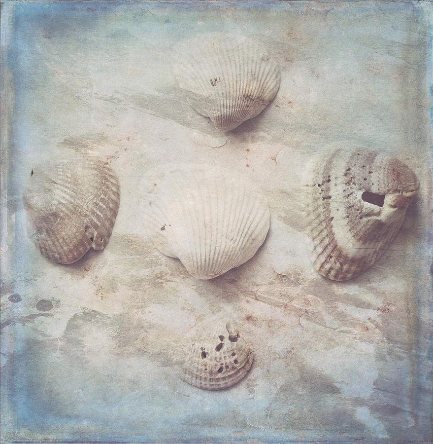 Little Seashells Photograph by Toni Hopper
