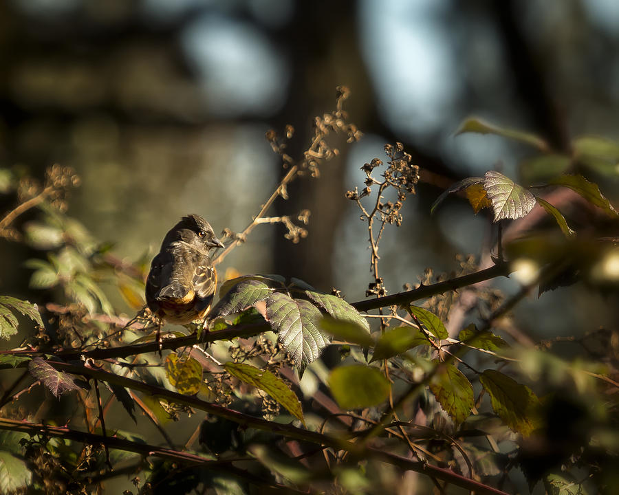 Little Sharp Eyed Bird Photograph by Belinda Greb