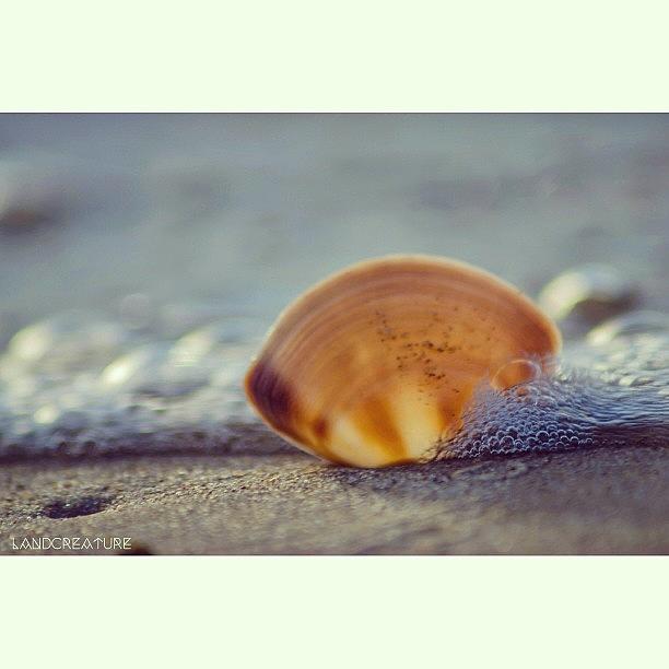 Little Shell Photograph by Jamie Koppen