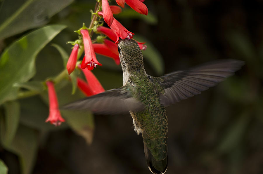 Hummingbird Photograph - Little Show Stealer  by Saija Lehtonen