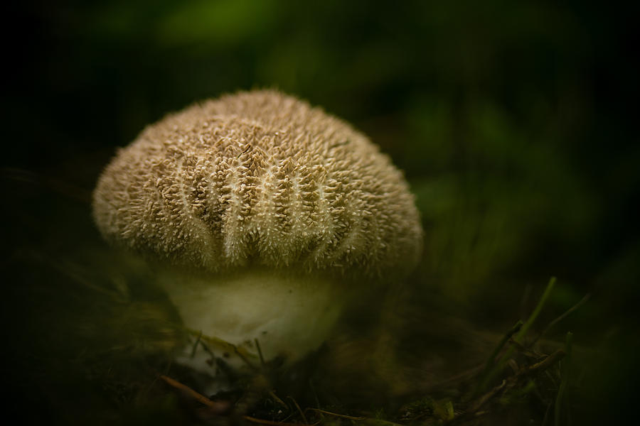 Mushroom Photograph - Little Shroom by Shane Holsclaw