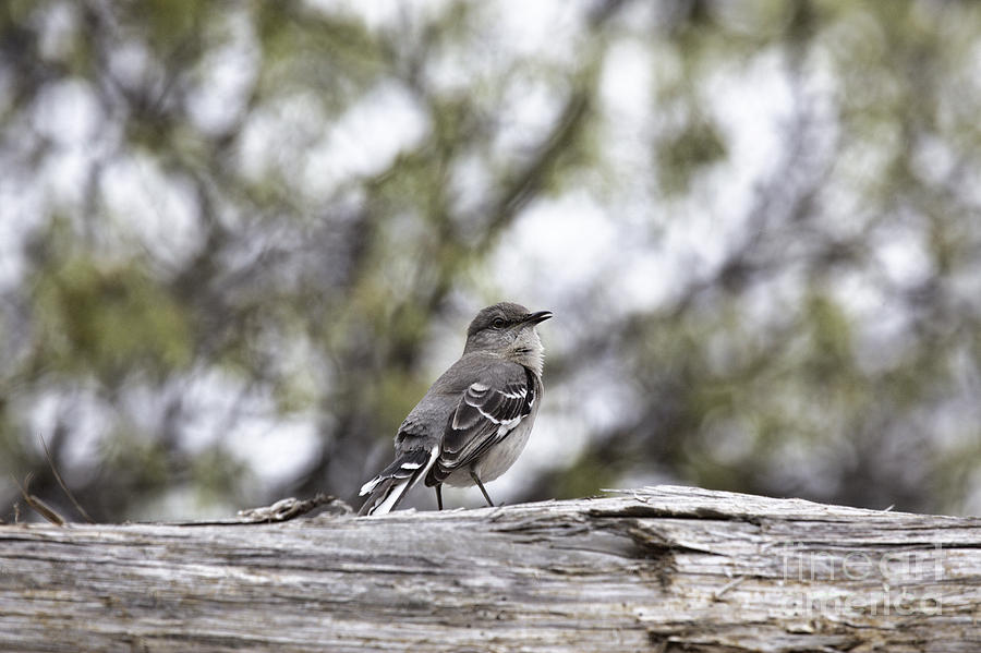 Little Singing Birdie Photograph by Douglas Barnard