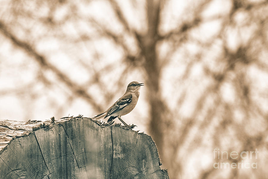 Little Singing Birdie-Sepia Photograph by Douglas Barnard